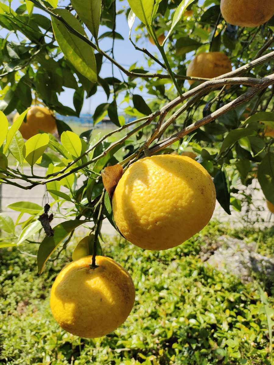 (送料無料)　無農薬栽培　無肥料　自然栽培　甘夏みかん　10キロ以上　平日のみ発送　金曜から日曜落札分は翌週月曜発送