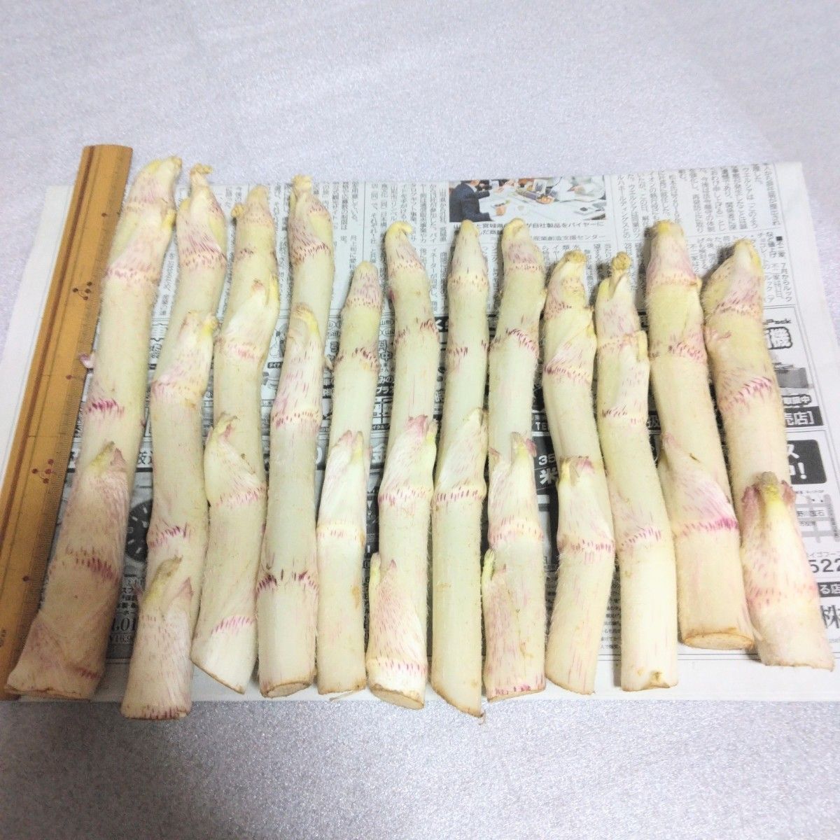 山菜 山ウド (軟化栽培 無農薬）うど 500g