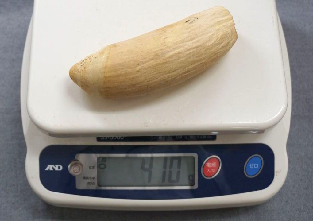 1 jpy ~ [. tooth ]makou whale ... weight approximately 410g seal stock 