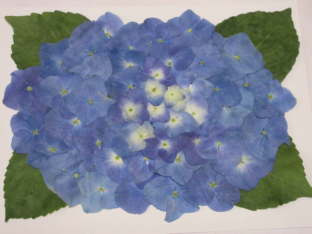  pressed flower material 4832.... blue 