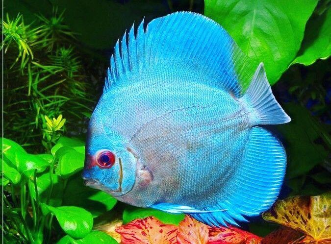 [matsuyosi world ] Vietnam finest quality super blue diamond discus 8~10cm(2 pcs set )