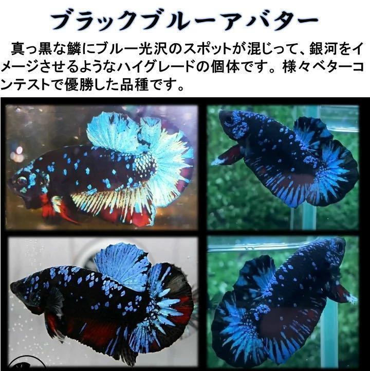 17[matsuyosi world ] freebie attaching black blue avatar betta male * (1 pcs )[ organism ] betta (. put on guarantee equipped )