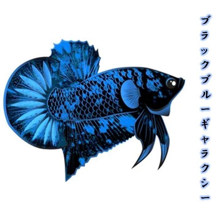 17[matsuyosi world ] freebie attaching black blue avatar betta male * (1 pcs )[ organism ] betta (. put on guarantee equipped )