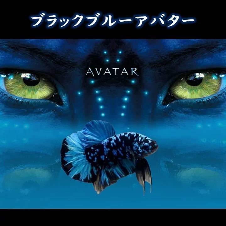 17[matsuyosi world ] freebie attaching black blue avatar betta male * (1 pcs )[ organism ] betta (. put on guarantee equipped )