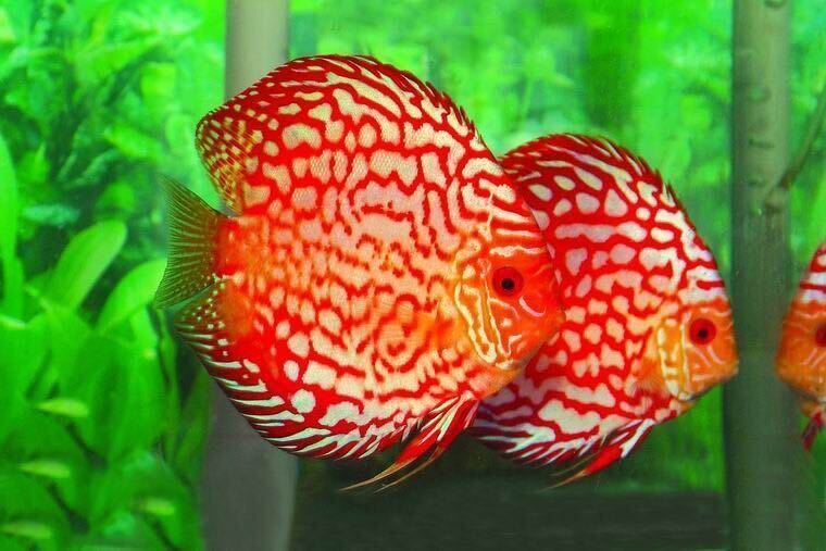 [matsuyosi world ] Vietnam finest quality red map Pigeon discus 8~10cm(2 pcs set )