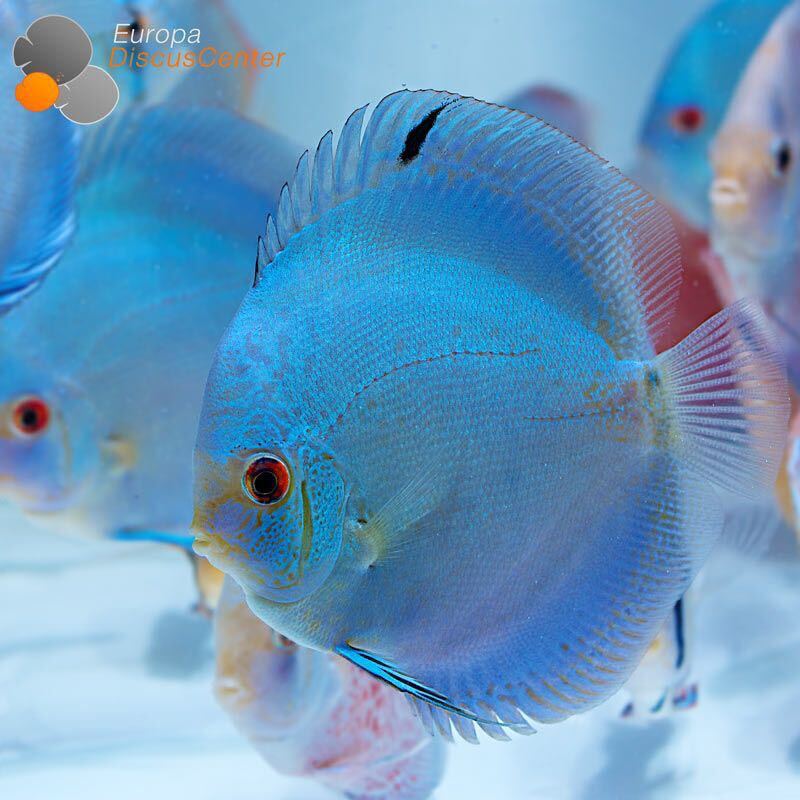 [matsuyosi world ] Vietnam finest quality super blue diamond discus 8~10cm(2 pcs set )