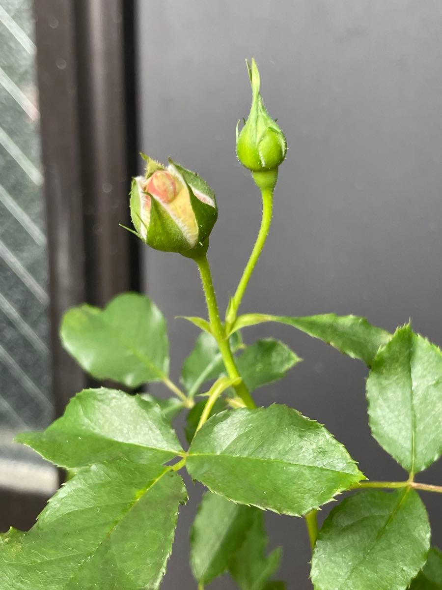 薔薇　バラ苗　接木苗　カラフル薔薇　接木苗　開花中