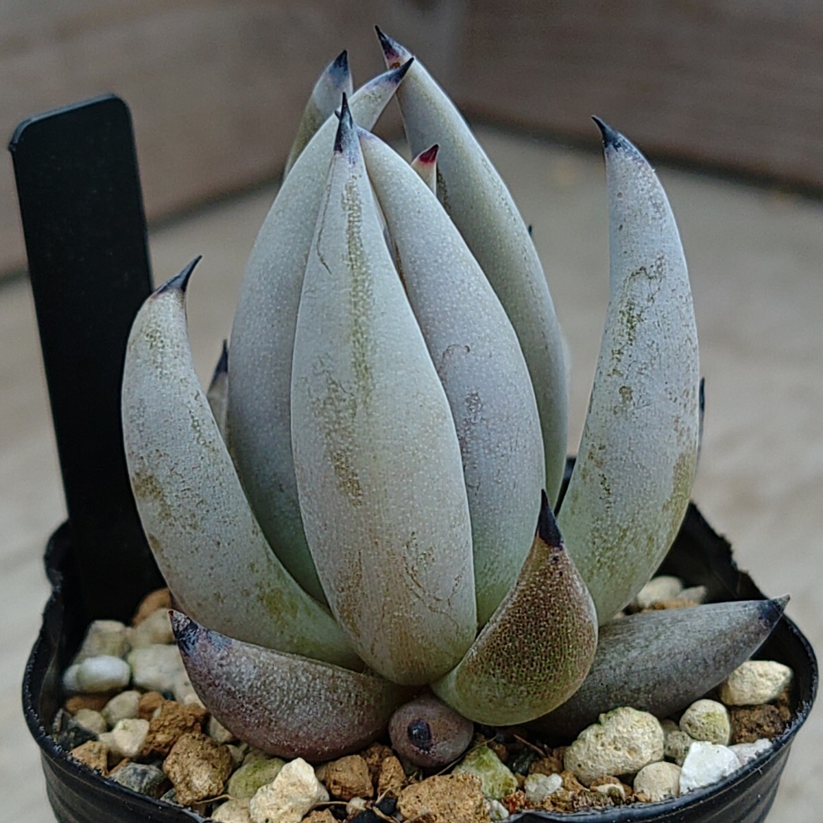 【エケベリア アンギキュラータ】Echeveria unguiculata原種抜き苗発送_画像1