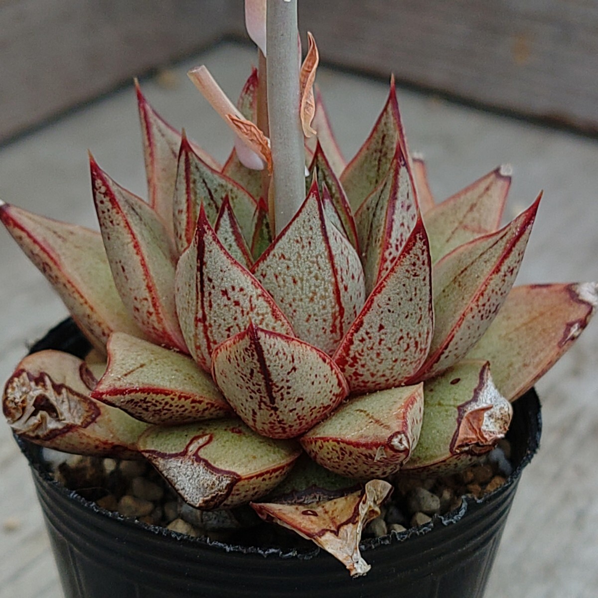 【エケベリア　パープソラム】Echeveria purpusorum 抜き苗発送1_画像2