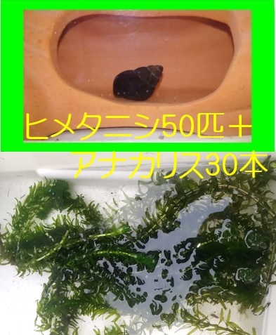 ヒメタニシ50匹 アナカリス30本 送料無料 水質浄化 水槽 水草 めだか コケ取り_画像1