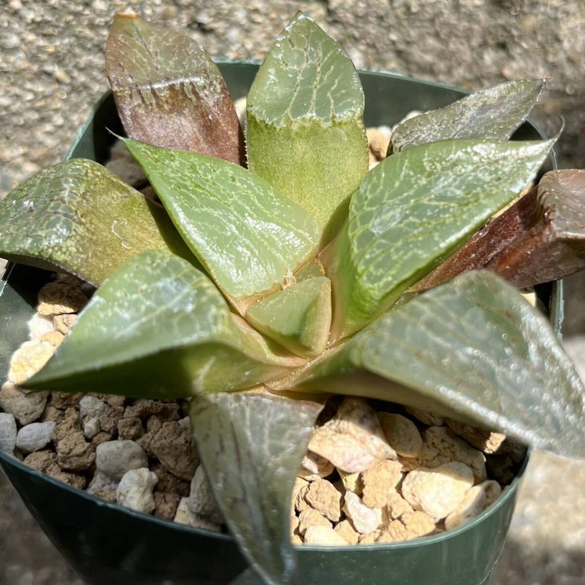 ハオルチア　氷河　多肉植物_画像1