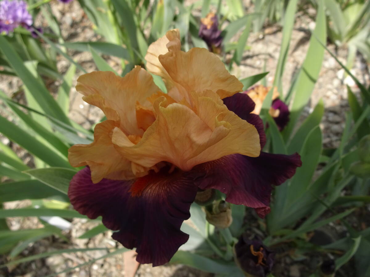 * german Iris * orange. цветок ..... цвет Contrast . ощущение хороший ** pra - *2 АО *