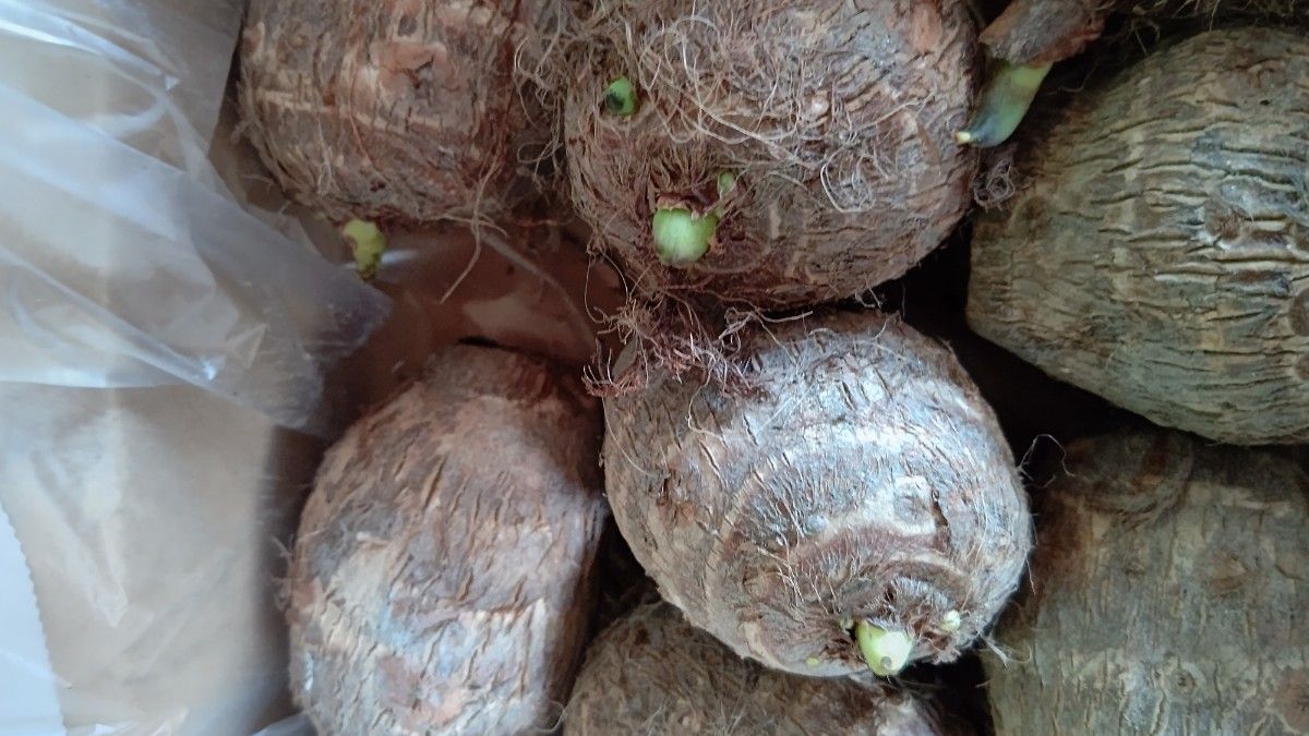 愛媛県産里芋の種芋LサイズLLサイズ2kg