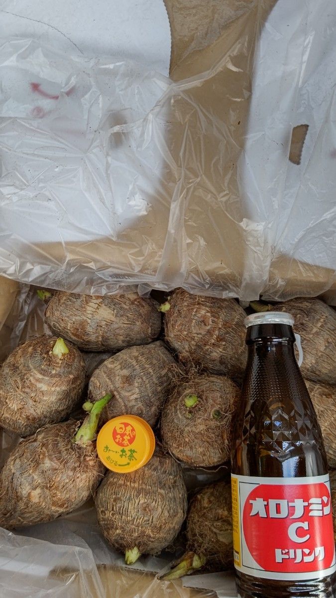 愛媛県産里芋の種芋LサイズLLサイズ2kg