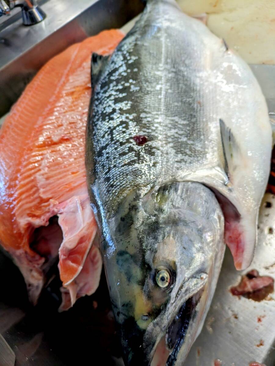 ★お家でご馳走・通の方ならご存じ。極上・川鱒半身。河口上がりで獲れた川鱒は身が締まり脂の乗りも最高です！_画像1