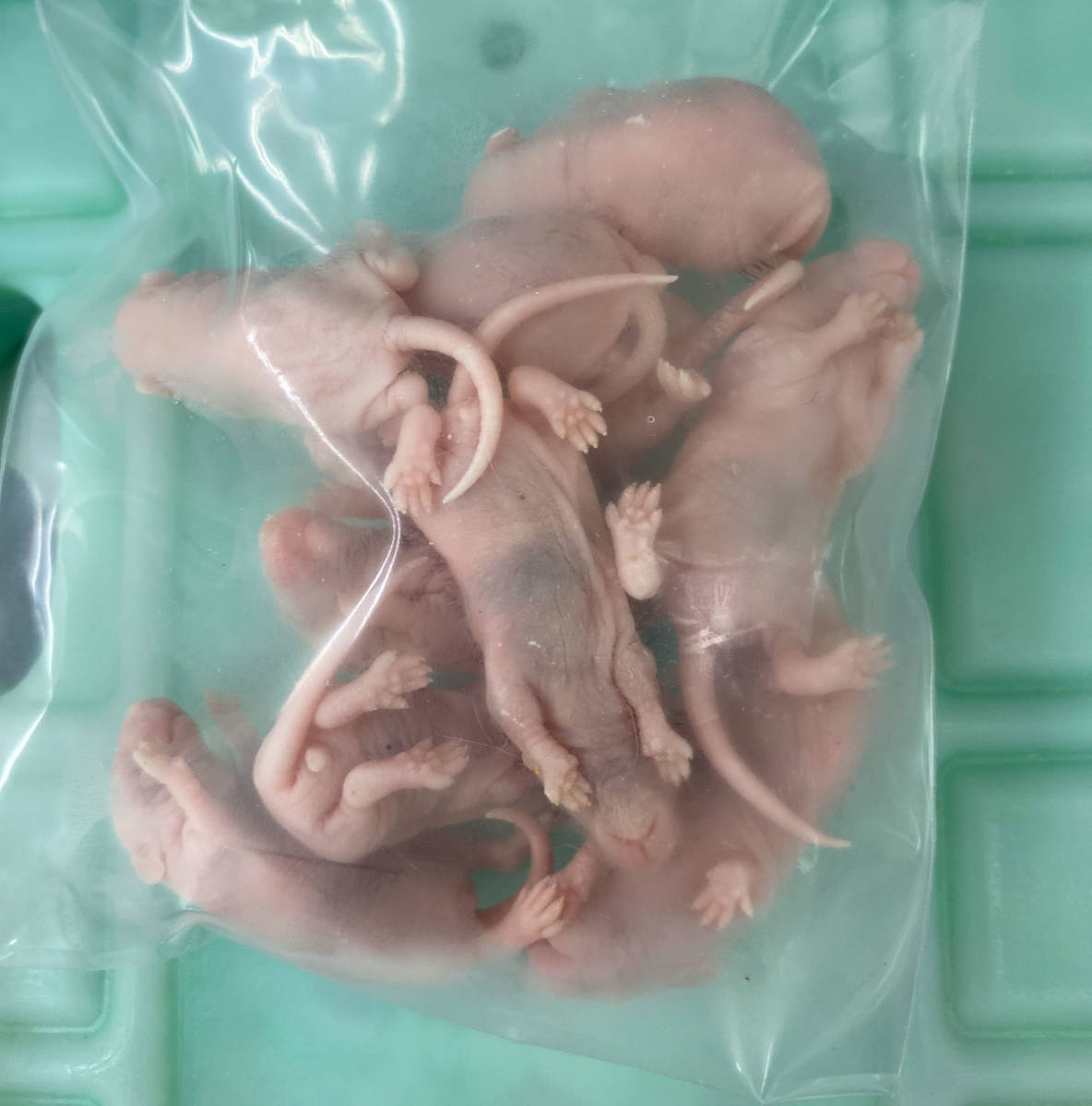 国産冷凍ピンクマウス L 40匹 (10匹 X 4袋）の画像2