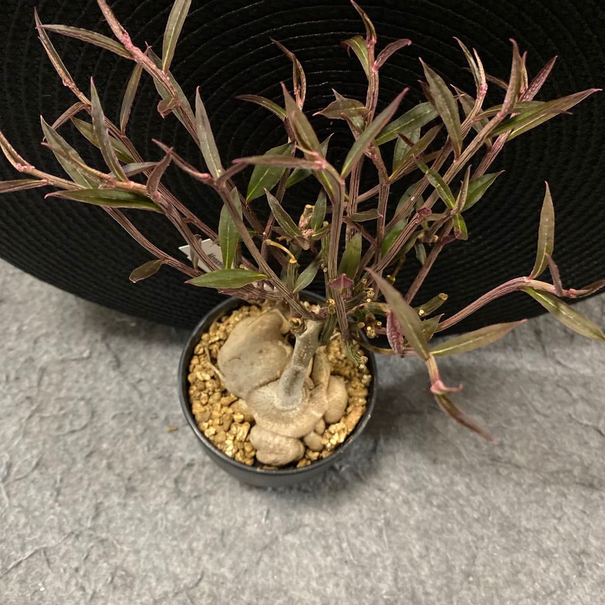 多肉植物I モナデニウム 植え Monadenium montanum モンタナム 発根済 