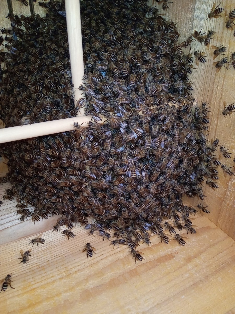 送料無料 発送可 日本蜜蜂 福島県より 分蜂群 直接手渡も可 日本ミツバチ ニホンミツバチ ミツバチ 杉板厚み30mmの画像1
