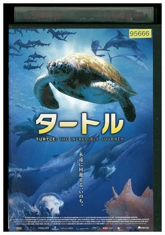 DVD タートル 永遠に回遊する、いのち。 レンタル落ち ZE03776_画像1