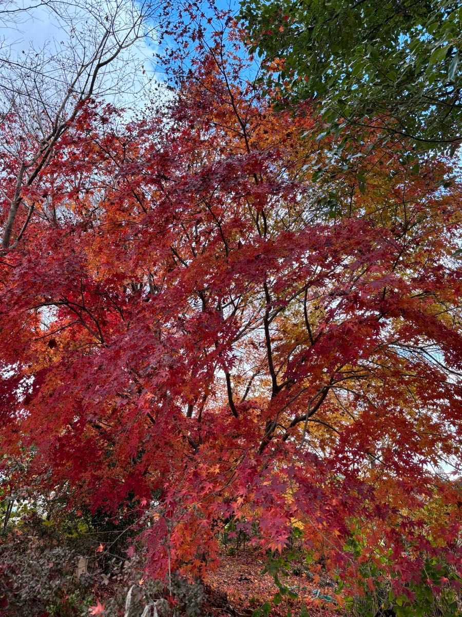 もみじ苗　３０本