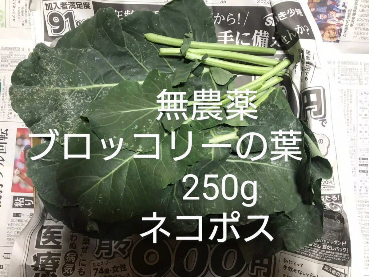 無農薬、 ブロッコリーの葉　 ブロッコリー葉　 葉　菜　野菜_画像1