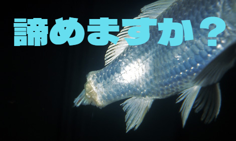 ★刻み処理済★抜群★金魚 鯉 熱帯魚の天然治療★ 乾燥南天 100g＋α(～130ｇ) ★1500円オマケ有★ 穴あき 尾腐れ エラ病 エルバージュ _画像5