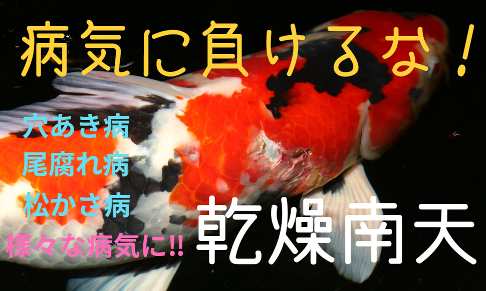 ★天然未加工★ 養生 薬浴に★ 乾燥南天 50g＋α ★1500円オマケ有★ 穴あき 尾腐れ エラ病 鯉 ★ マラカイト エルバージュ アクアフェン_画像4