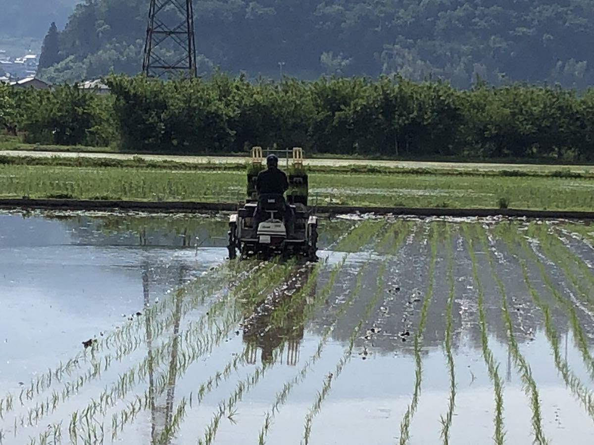  production person from direct delivery ~* new rice . peace 5 year Nagano prefecture production Koshihikari milled rice 10kgdojou, howe nen shrimp,sawagani. .. rice field ..~ one etc. rice 