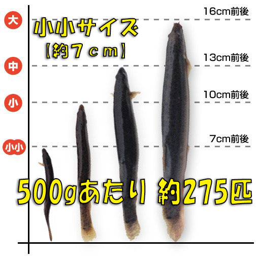 ◇【活どじょう】小小500g(約７cm・平均275匹)泥鰌・食用・活き餌・釣り餌・生餌・熱帯魚・古代魚のエサにはドジョウ☆えさ・川魚・淡水魚_画像1