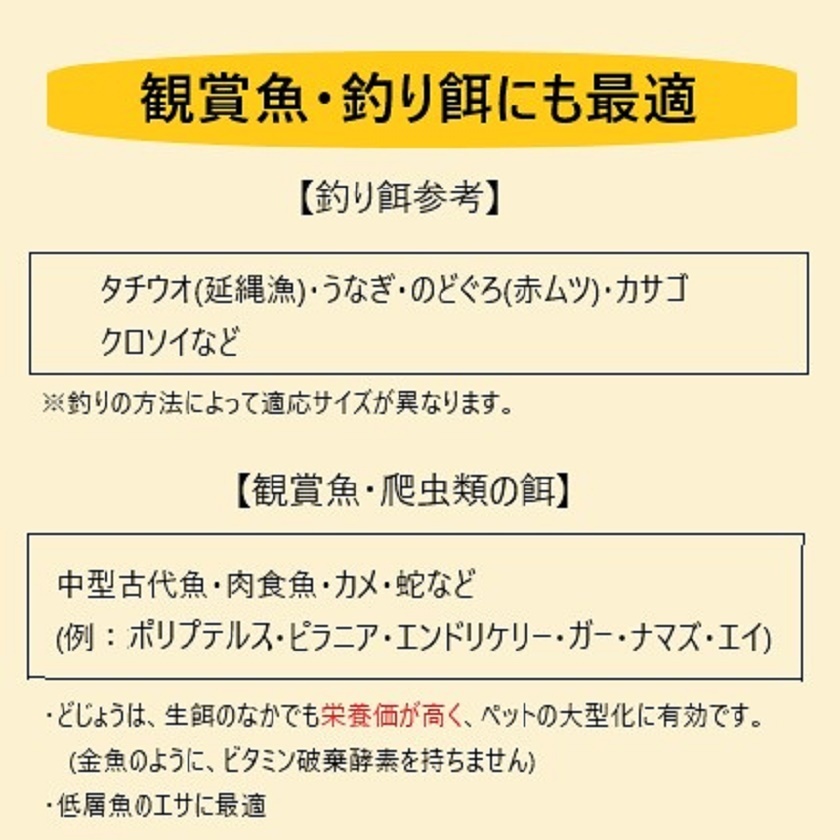 活どじょう小500ｇ(約10cm・平均125匹)食用◎・活き餌・釣り餌・生餌・熱帯魚・古代魚のエサにドジョウ☆えさ アロワナ ポリプ エンドリ_画像6