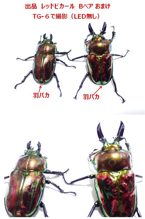 【Yama Tomo】 RTN様 本家累代レッドピカール 2ペア+おまけ（ニジイロクワガタ、ニジイロ、ピカール）　 _画像6