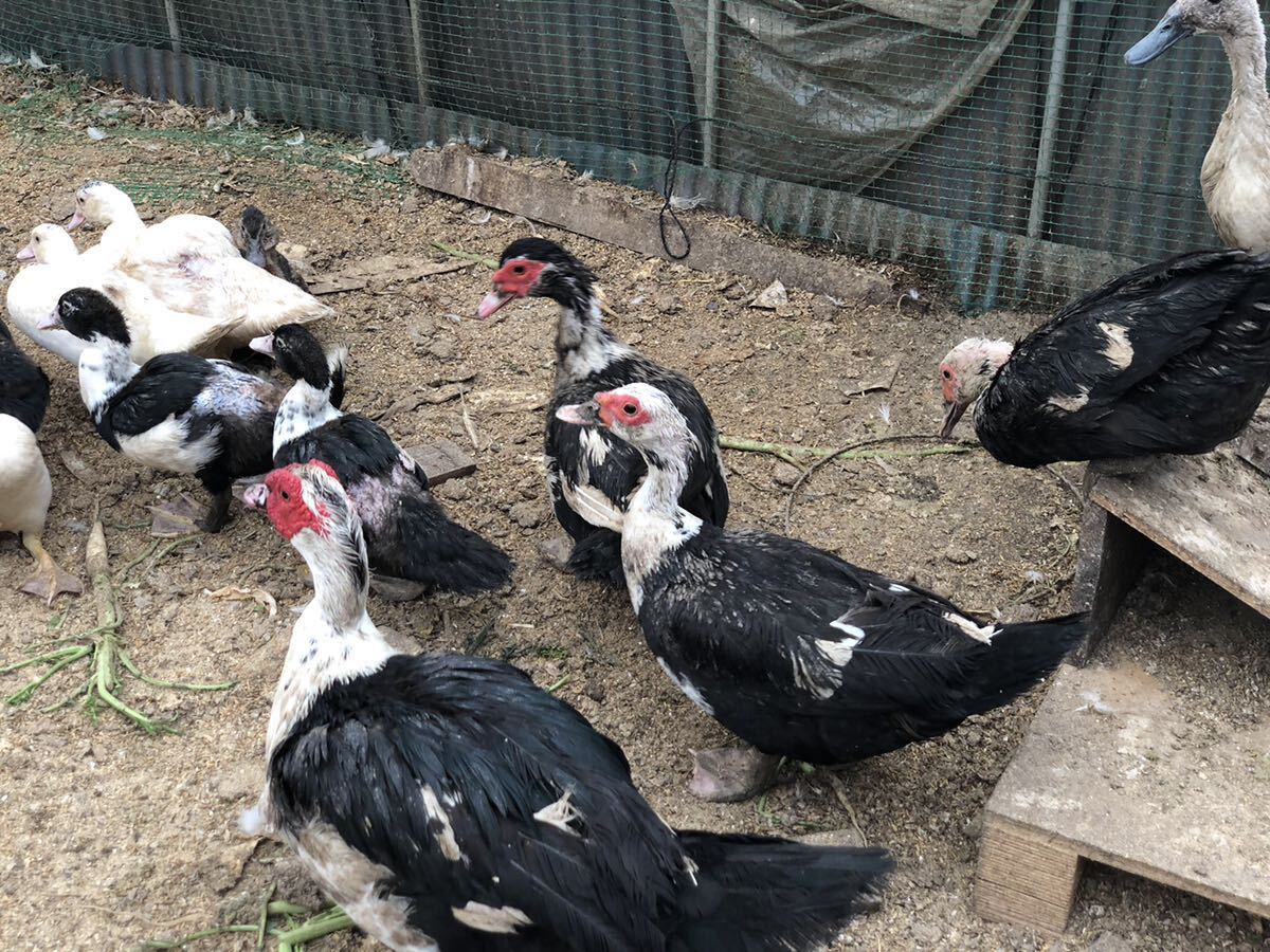 【黒】フランス鴨食用有精卵5個の出品です。の画像3