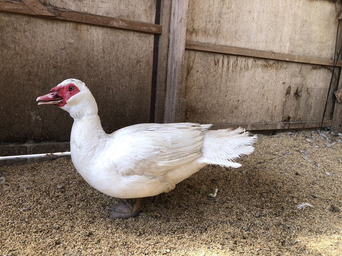  France duck meal for have . egg 10 piece exhibit.