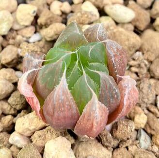 多肉植物 ハオルチア ダビディ Haworthia davidii, TL ex David Cumming カミング選抜個体 繁殖苗 原種ハオルチア _画像3