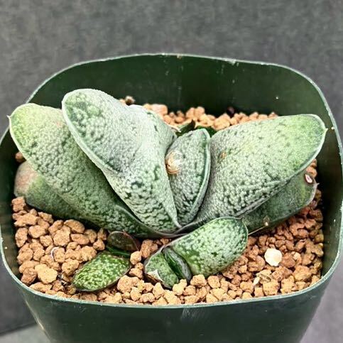 多肉植物 ガステリア グロメラータ交配種 Gasteria glomerata hybrid_画像3