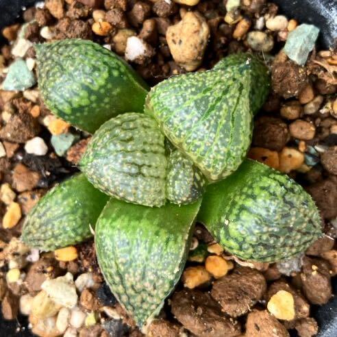 多肉植物 ハオルチア ピクタ レッドブーツ交配苗③ ♀13KL-45 ♂'Beigy Creem' 実生苗Haworthia picta 'Led Boots' closs_画像1