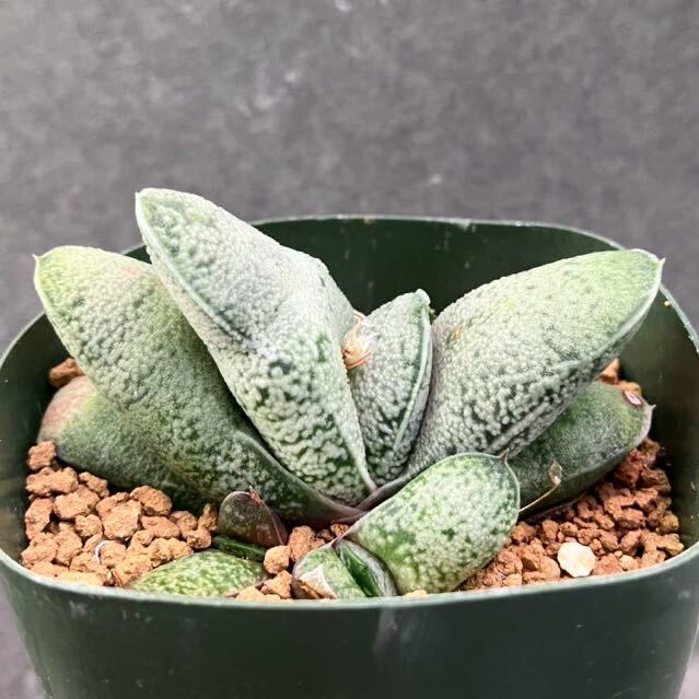 多肉植物 ガステリア グロメラータ交配種 Gasteria glomerata hybrid_画像1