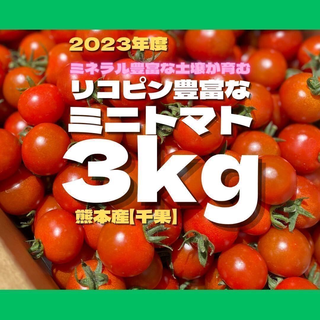 ミニトマト 3キロ 野菜 熊本産 地直送 弁当 おかず トマト ミネラルの画像1