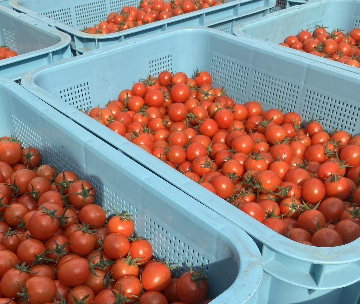 ミニトマト 3キロ 野菜 熊本産 地直送 弁当 おかず トマト の画像2