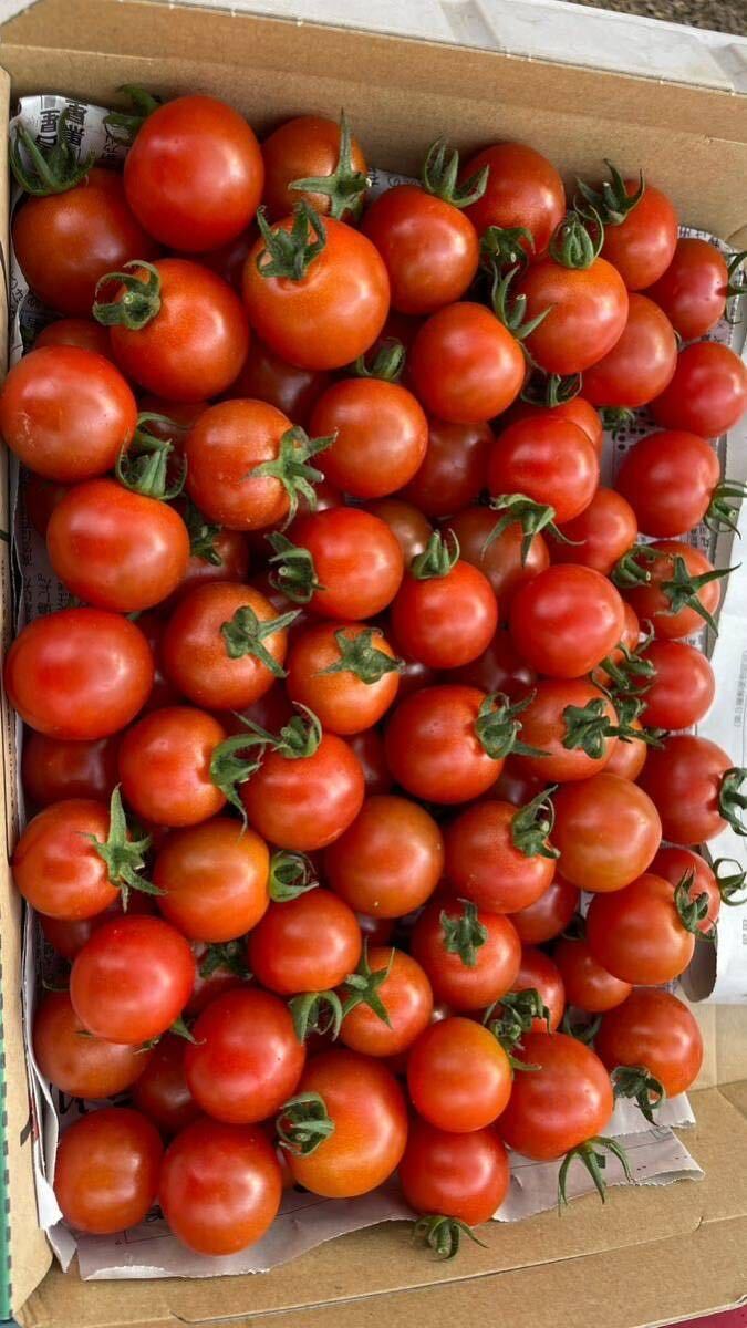  мини помидоры овощи Kumamoto производство 1.8kg размер смешивание минерал .... данный Rico pi compact овощи 