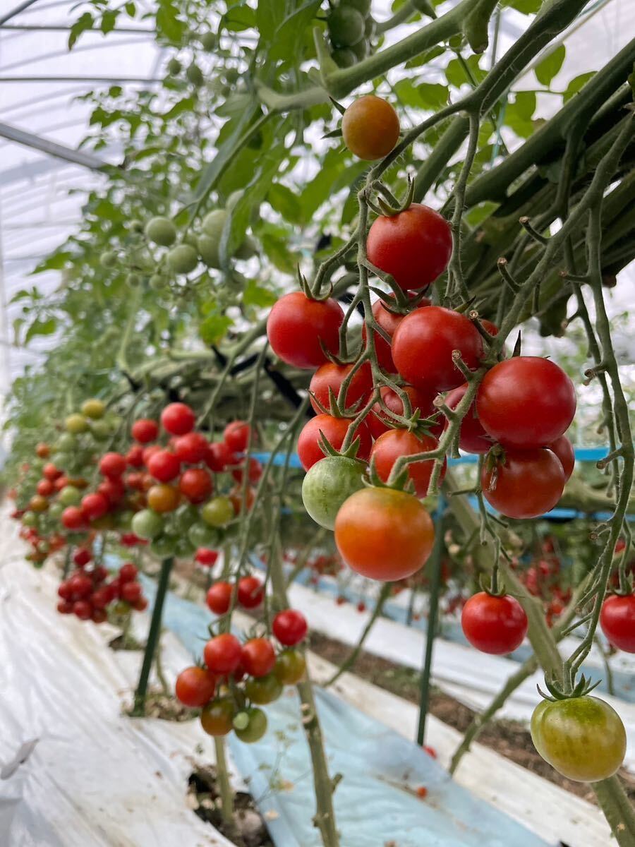  мини помидоры овощи Kumamoto производство 1.8kg размер смешивание минерал .... данный Rico pi compact овощи 