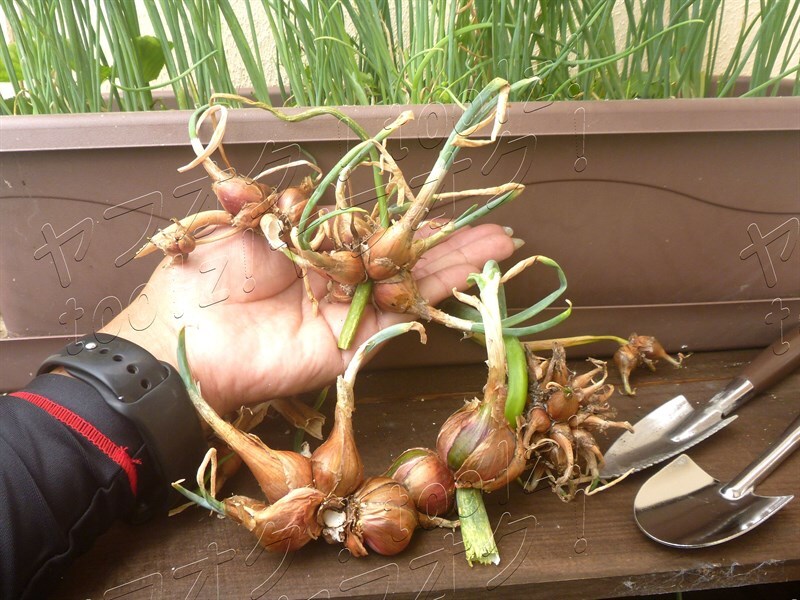 *.* seedling bulb approximately 5 piece * Mugen ... onion fire .. onion salamander Mugen tama welsh onion welsh onion .... production 