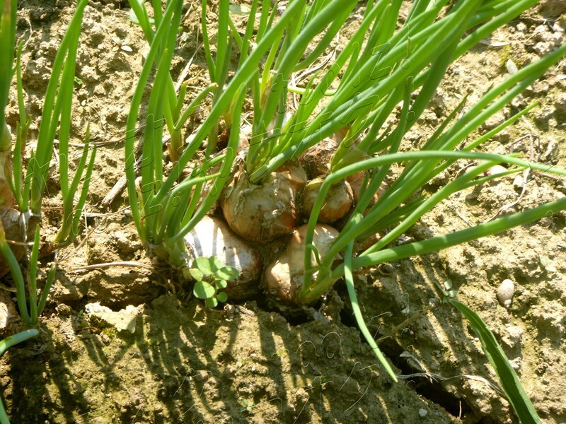 ◆球根5～15個◆無限玉ねぎ ふうせん玉ねぎ ナイルの秘宝 葉ネギ　Ｂ地区玉玉　プランター用　四季成り　ふかや産　健康野菜_当日支払いで、約20％増量中