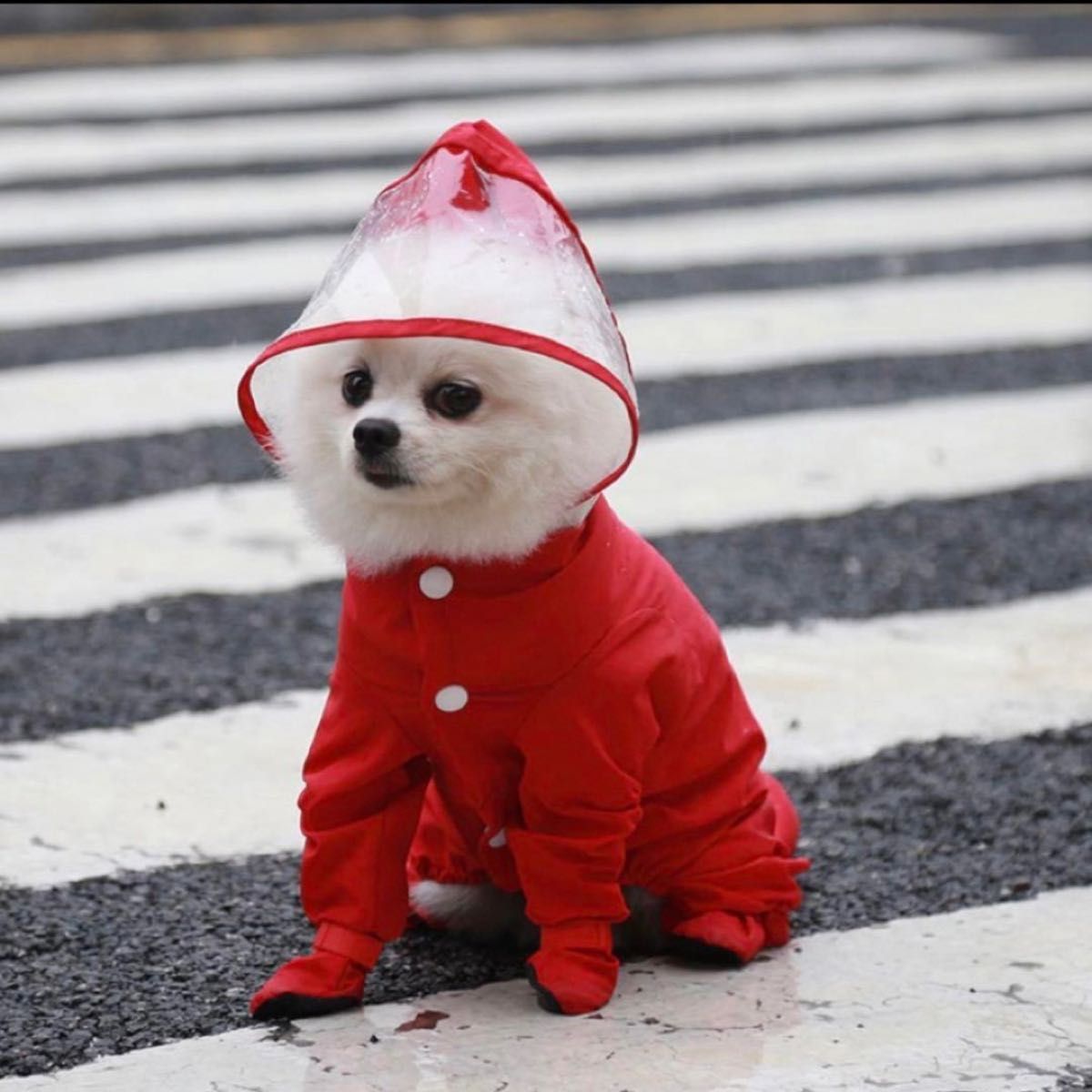 レインコート　犬用レインコート　犬　小型犬　犬服　犬用品　ペット　ペット用品　カッパ　雨具　お散歩　赤