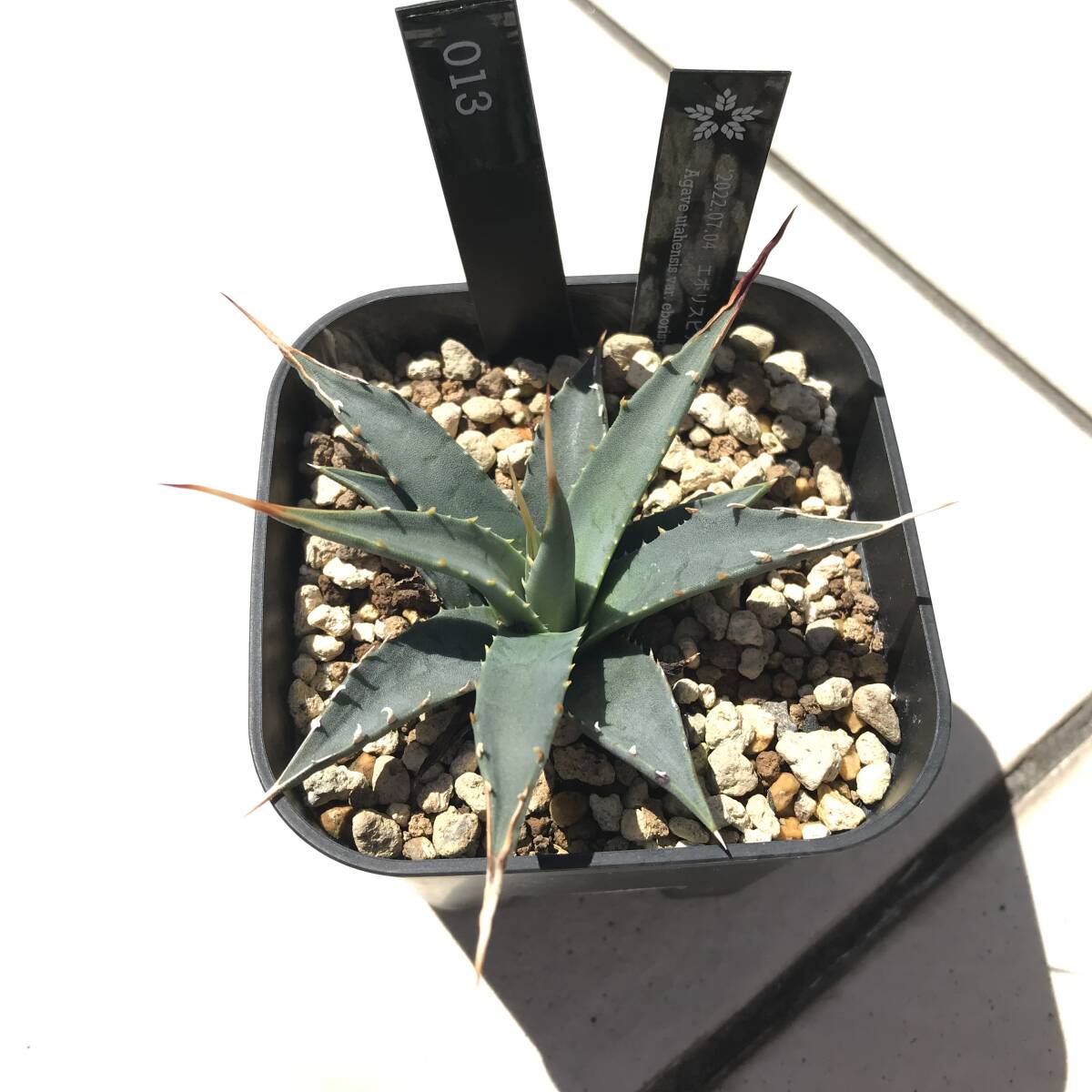 【鉢ごと】アガベ　エボリスピナ Agave eborispina 013 _画像3