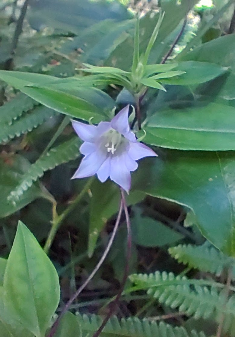 ツルリンドウ　播種から3年目　花・実期待株　整理№2_昨年山での花