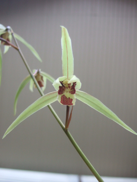  холод орхидея . распределение вид орхидея . регулировка товар [..] культивирование товар поиск весна орхидея . сырой орхидея луговые и горные травы Восток орхидея 