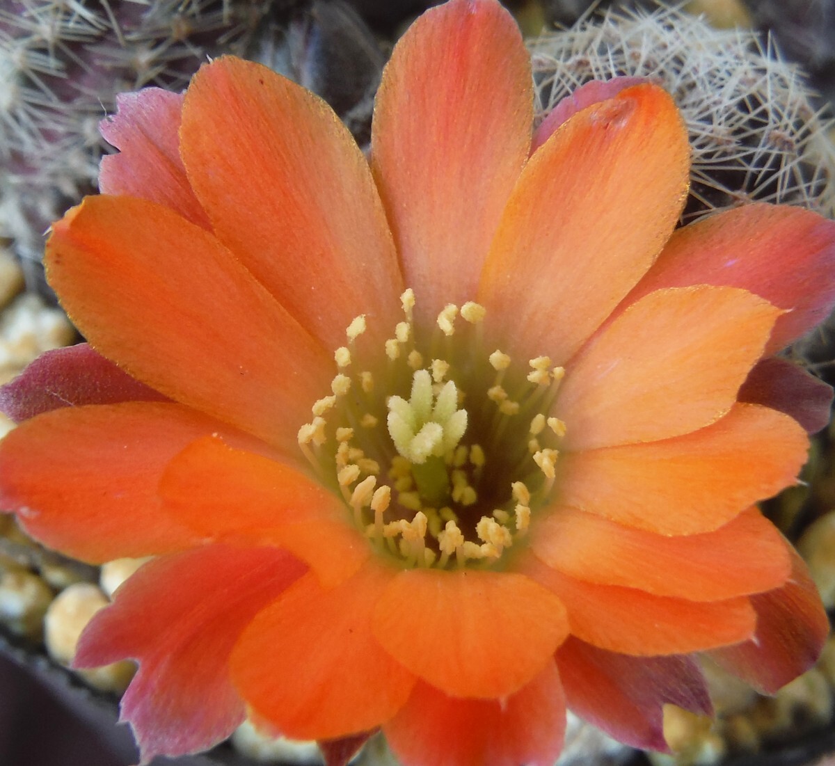 【種子を出品】◆　 レブチア タフナエンシス WR 508a Rebutia pygmaea v. tafnaensis 10粒/サボテン/オレンジ花_鮮烈なオレンジの花です