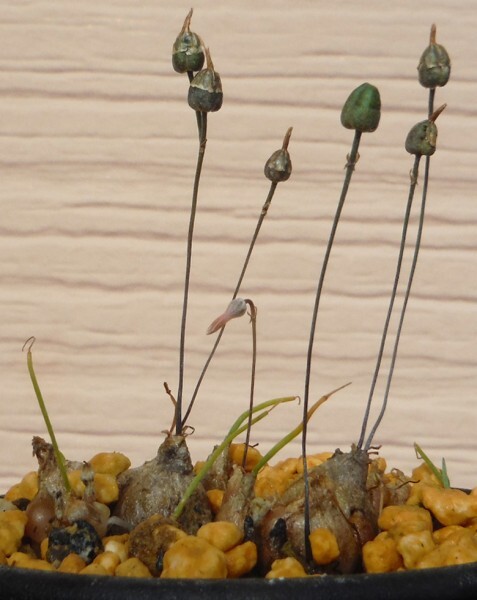 【種子を出品】◆　リタンサス プシルス(ドリミア ユニフローラ) Litanthus pusillus 20粒/球根植物_結実のイメージです