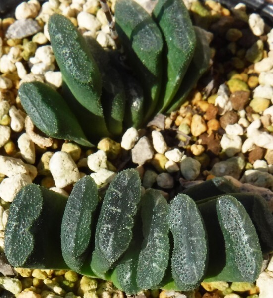 【種子を出品】◆　ハオルチア トルンカータ(玉扇) GM313 Haworthia truncata 5粒/原種_幼苗のイメージです